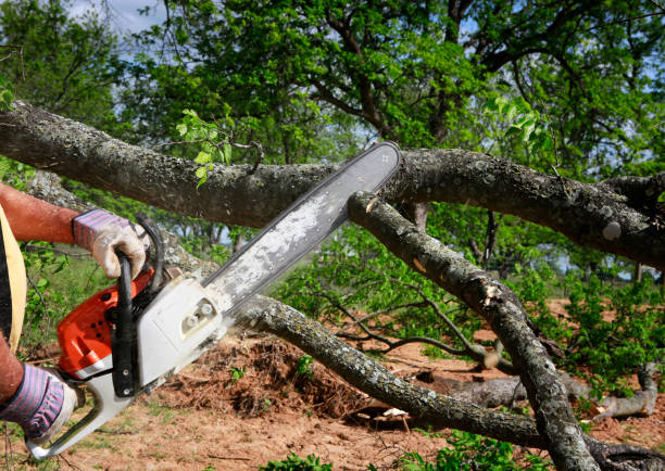 Tree Root Removal in Farrell, PA